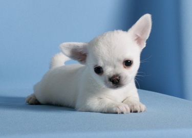Отличительные черты представителей породы белого цвета. Какими плюсами и минусами обладает белый чихуахуа.
