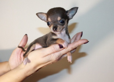 Особенности внешнего вида микро чихуахуа. Какими преимуществами и недостатками обладает собака.
