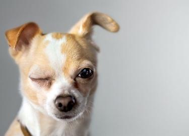 Наиболее частые причины, почему слезятся глаза у чихуахуа. Когда лучше обращаться к ветеринару.
