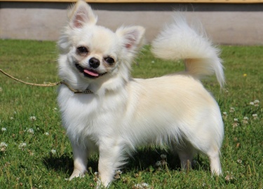 Какая больше всего подходит стрижка чихуахуа девочкам и мальчикам. Как постричь животное в домашних условиях.
