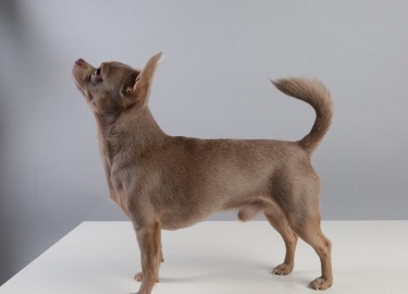 Какими характерными чертами обладает лиловый чихуахуа. Положительные и отрицательные стороны собаки.
