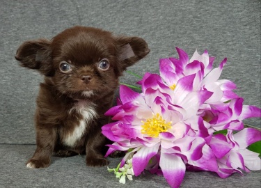 Отличительные черты представителей породы темно-коричневого цвета. Какими плюсами и минусами обладает шоколадный чиху...