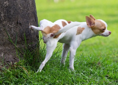Как приучить чихуахуа справлять естественную нужду в лоток или на специальную пеленку. Советы по приучению к туалету на улице.
