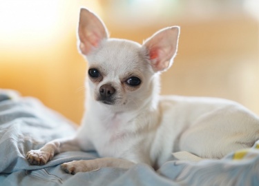 Отличительные черты представителей породы белого цвета. Какими плюсами и минусами обладает белый чихуахуа.
