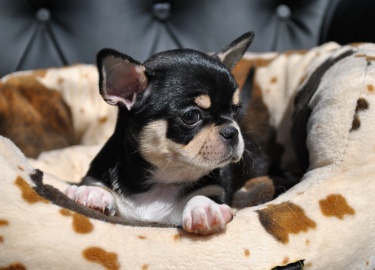 В чем заключаются характерные особенности подобной разновидности. Какие плюсы и минусы имеет черный чихуахуа.
