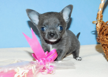 В чем заключаются характерные особенности голубой чихуахуа. Преимущества и недостатки подобной разновидности.
