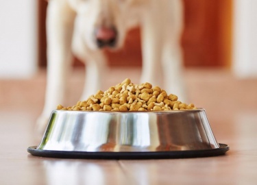 Какой выбрать сухой корм для чихуахуа в зависимости от возраста. Список влажных кормов для щенков и взрослых собак.
