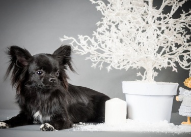 В чем заключаются характерные особенности подобной разновидности. Какие плюсы и минусы имеет черный чихуахуа.
