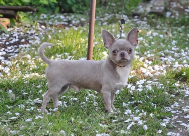 Какие окрасы чихуахуа пользуются наибольшей популярностью у любителей собак.  Подробное описание окрасов чихуахуа.
