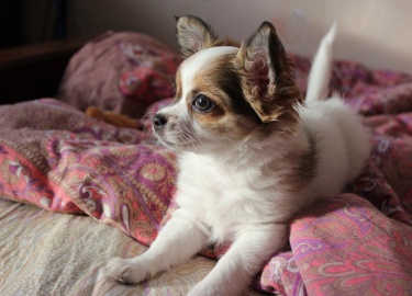 В каком возрасте чаще всего полностью встают уши у чихуахуа. По какой причине подобное явление не происходит.
