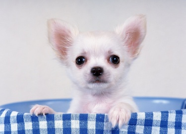 Какие чихуахуа лучше подходит в качестве домашнего питомца. Особенности животных в зависимости от шерсти.
