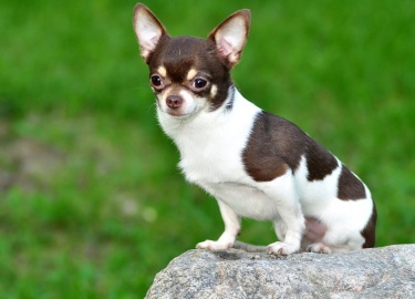Какими отличительными чертами обладают гладкошерстные чихуахуа. Особенности ухода за подобными животными.
