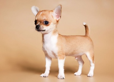 Каким образом выглядит мини чихуахуа и какими отличительными чертами обладает. Преимущества и недостатки подвида.
