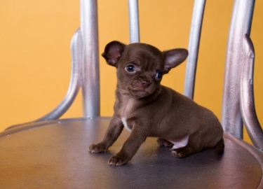 Отличительные черты представителей породы темно-коричневого цвета. Какими плюсами и минусами обладает шоколадный чихуахуа.
