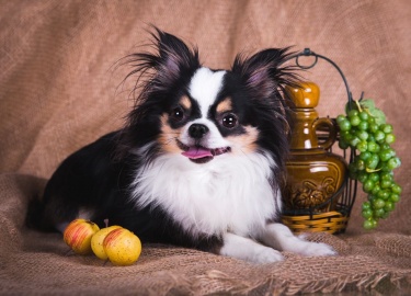 Какими отличительными характеристиками обладают длинношерстные чихуахуа. Как ухаживать за собаками.
