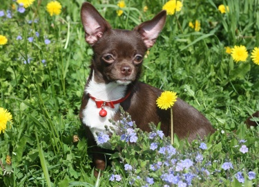 Какие окрасы чихуахуа пользуются наибольшей популярностью у любителей собак. &nbsp;Подробное описание окрасов чихуахуа.
