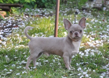 В чем заключаются характерные особенности голубой чихуахуа. Преимущества и недостатки подобной разновидности.
