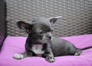 Каким образом выглядит мини чихуахуа и какими отличительными чертами обладает. Преимущества и недостатки подвида.
